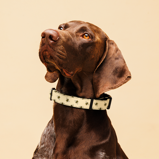 Bee Mine Collar Animal prints