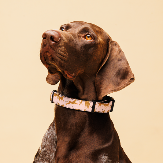 Cheetah Please! Collar My Store
