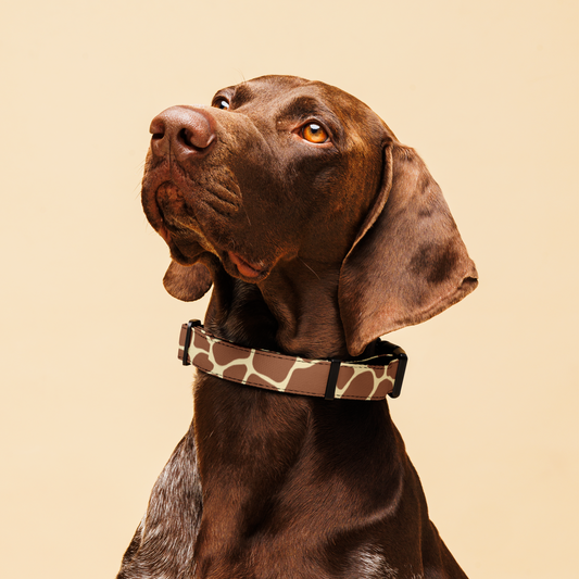 Giraffic Park Collar My Store