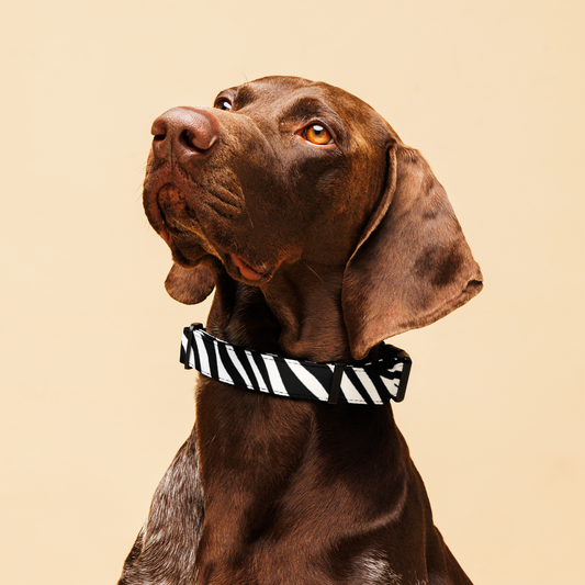 Zeb-Raawr Collar My Store